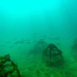 Diver surveying a coral reef