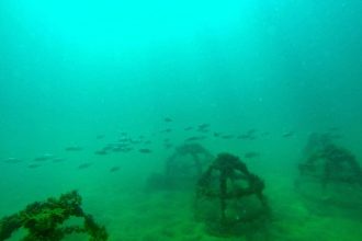 Diver surveying a coral reef