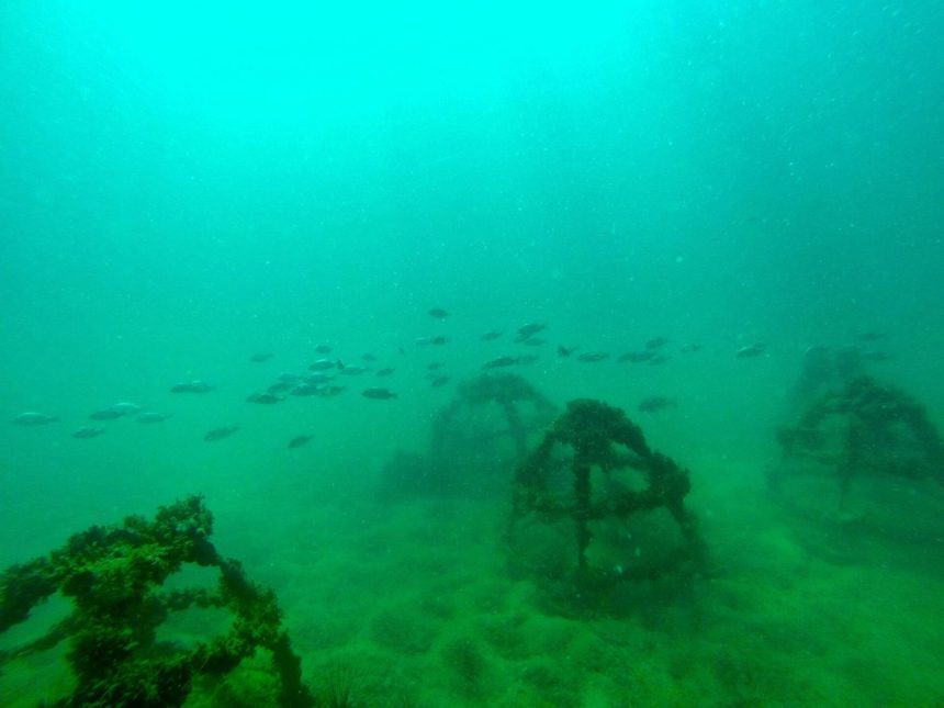Diver surveying a coral reef