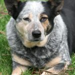 Australian Cattle Dog lying on grass looking at the camera
