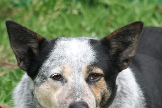 Australian Cattle Dog lying on grass looking at the camera