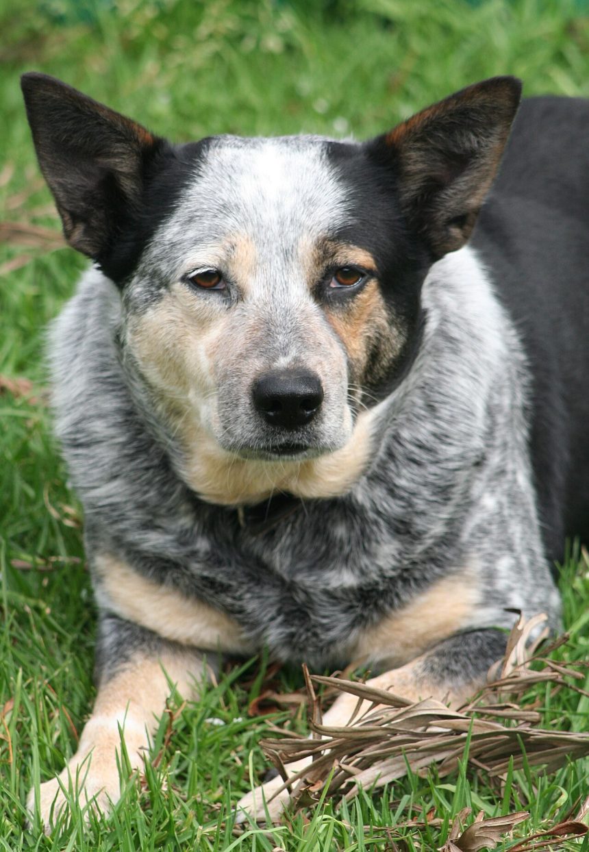 Australian Cattle Dog lying on grass looking at the camera